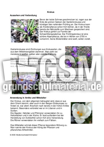 Steckbrief-Krokus.pdf